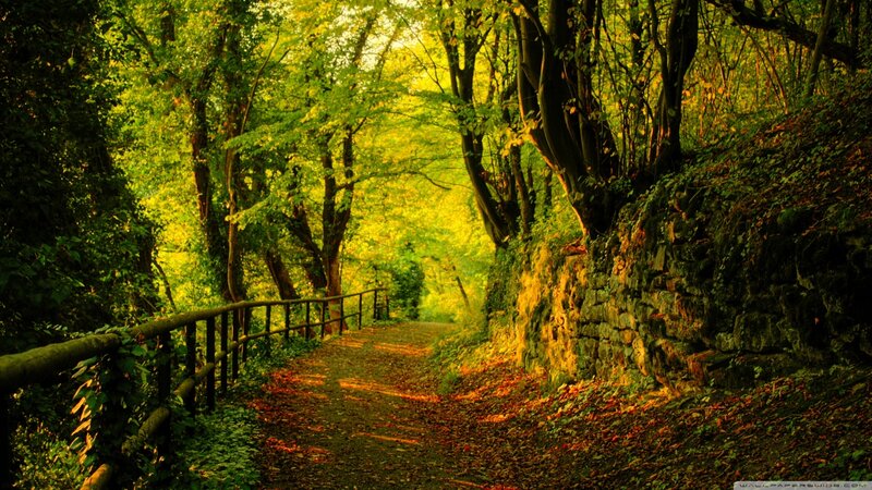 Forest Path with Stone Wall — Green, Serene, Afternoon, Photograph, Trees, Stone Wall, Fence