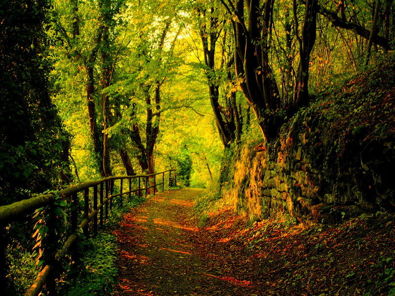Forest Path with Stone Wall — Green, Serene, Afternoon, Photograph, Trees