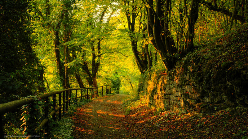 Forest Path with Stone Wall — Green, Serene, Afternoon