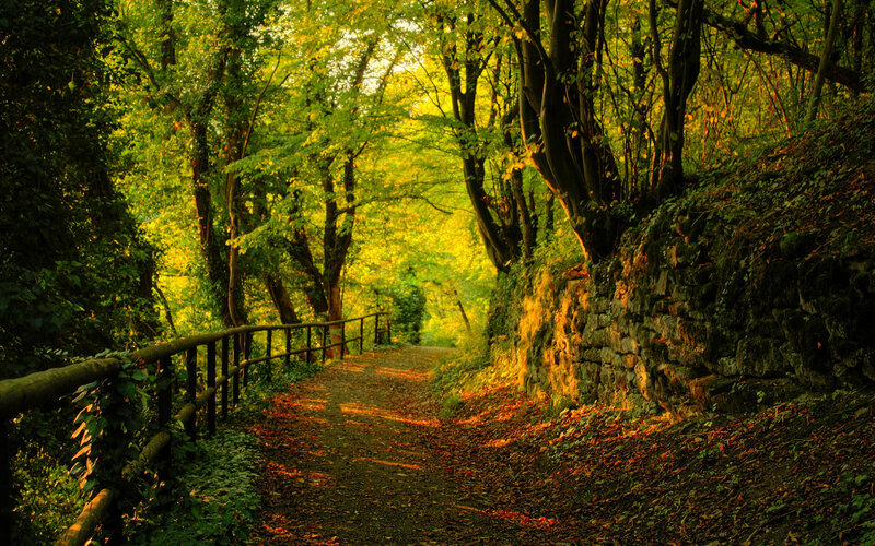 Forest Path with Stone Wall — Green, Serene