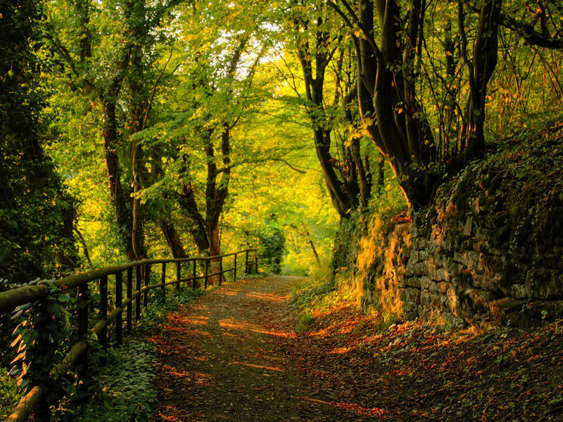 Forest Path with Stone Wall — Green