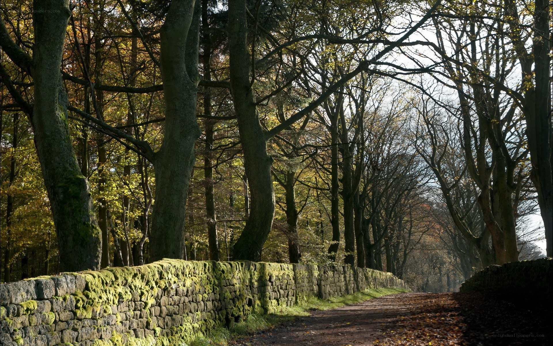 Forest path with stone wall