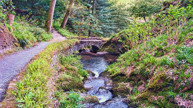 Forest path with stream and bridge