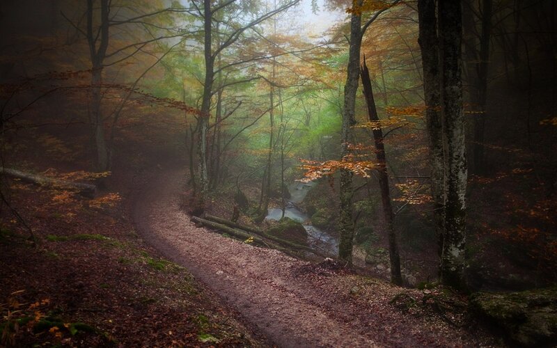 Forest Path with Stream — Brown