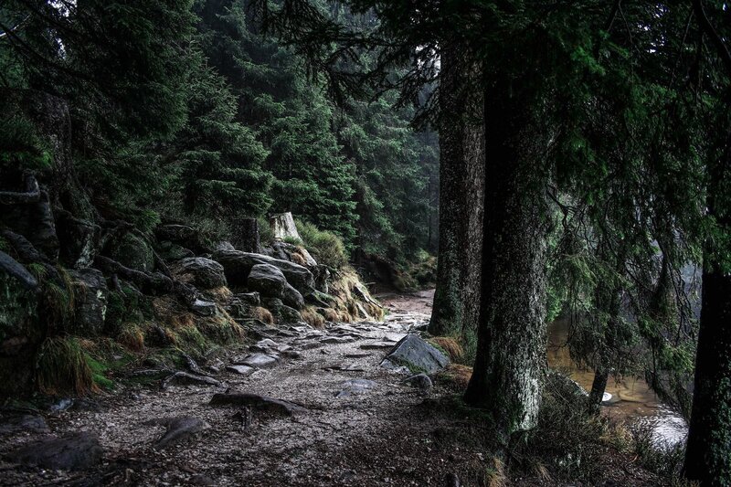 Forest Path with Stream — Green, Moody