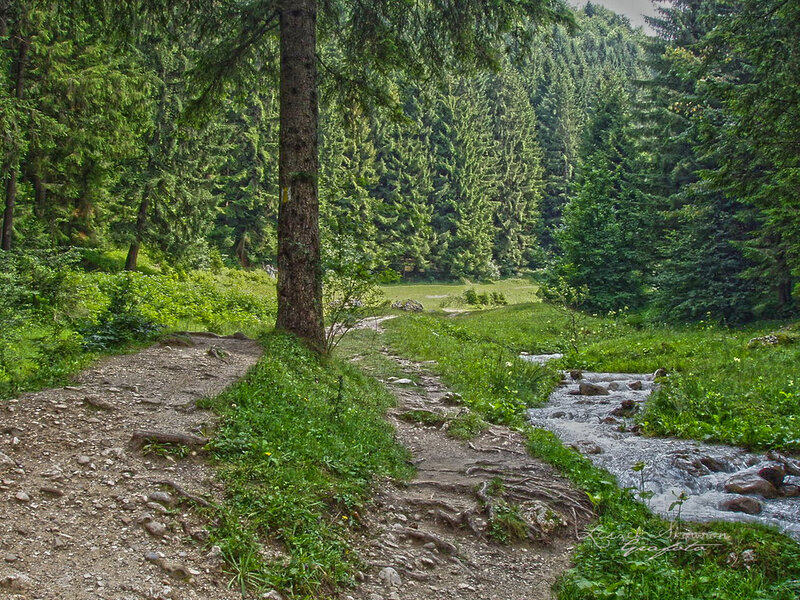 Forest Path with Stream — Green, Serene, Afternoon, Photograph