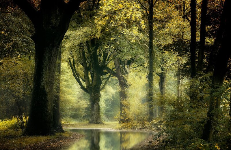 Forest Path with Stream — Green, Serene, Afternoon, Photograph, Trees