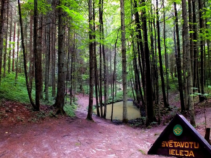 Forest Path with Stream — Green, Serene, Morning