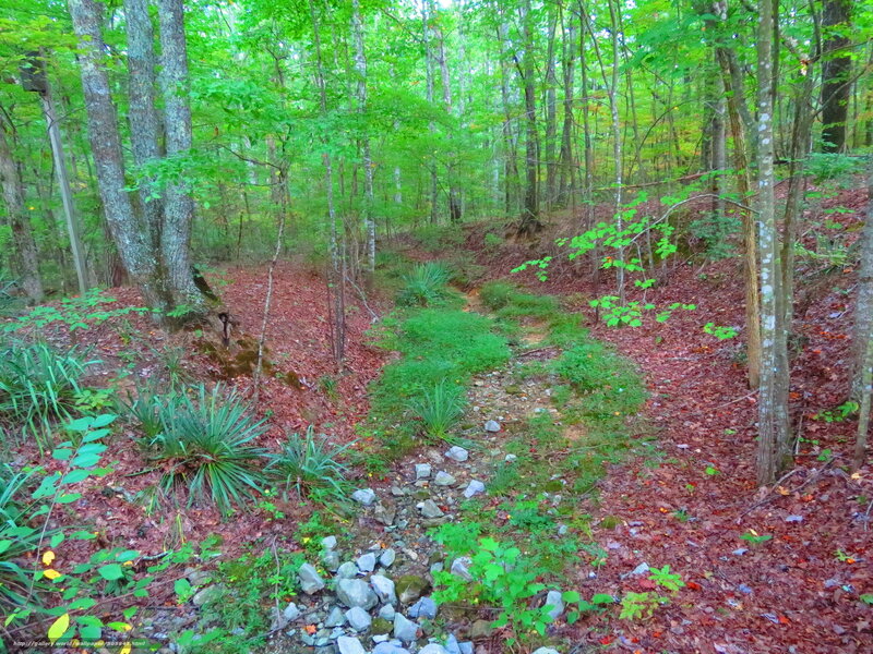 Forest path with stream