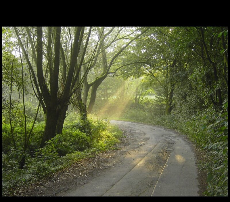 Forest path with sunbeams