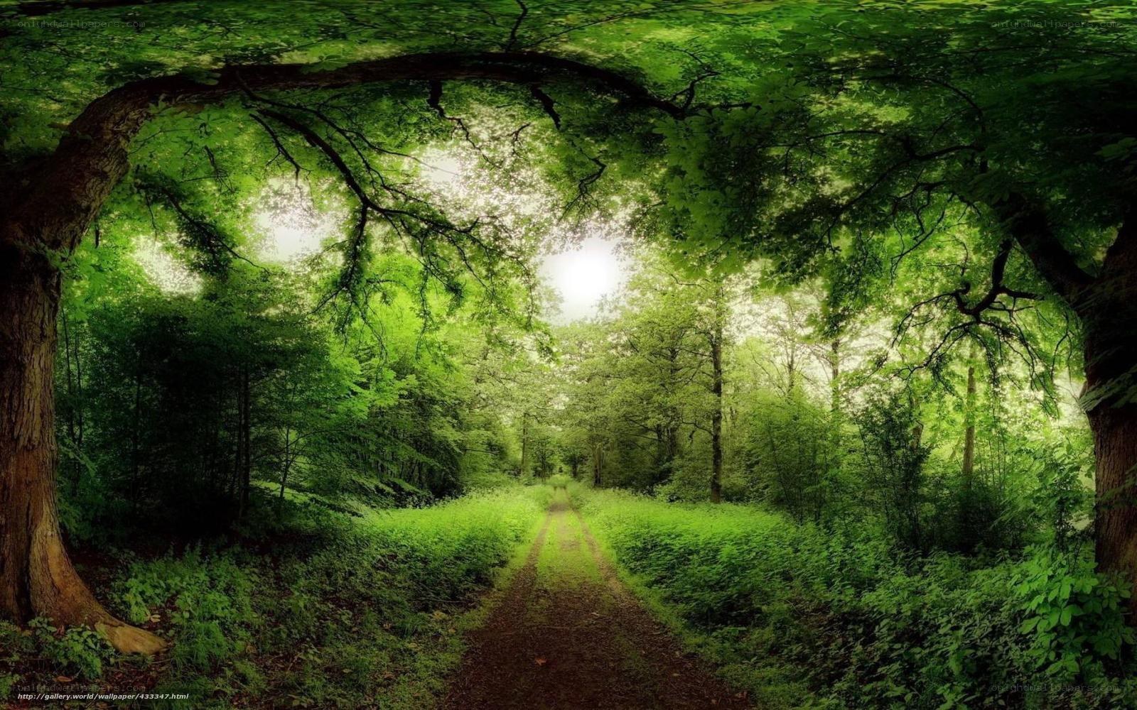 Forest path with sunlight