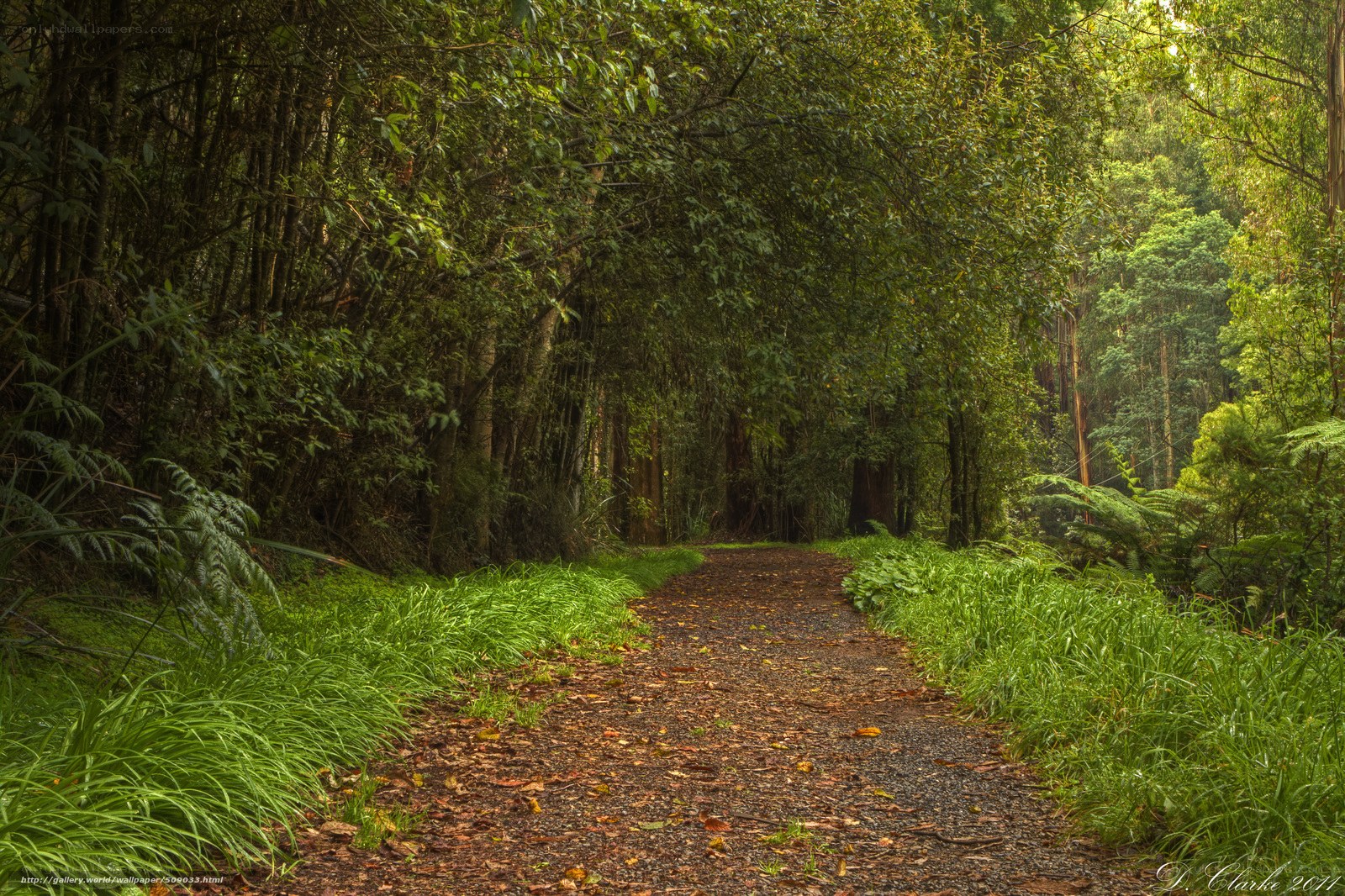 Forest path with sunlight