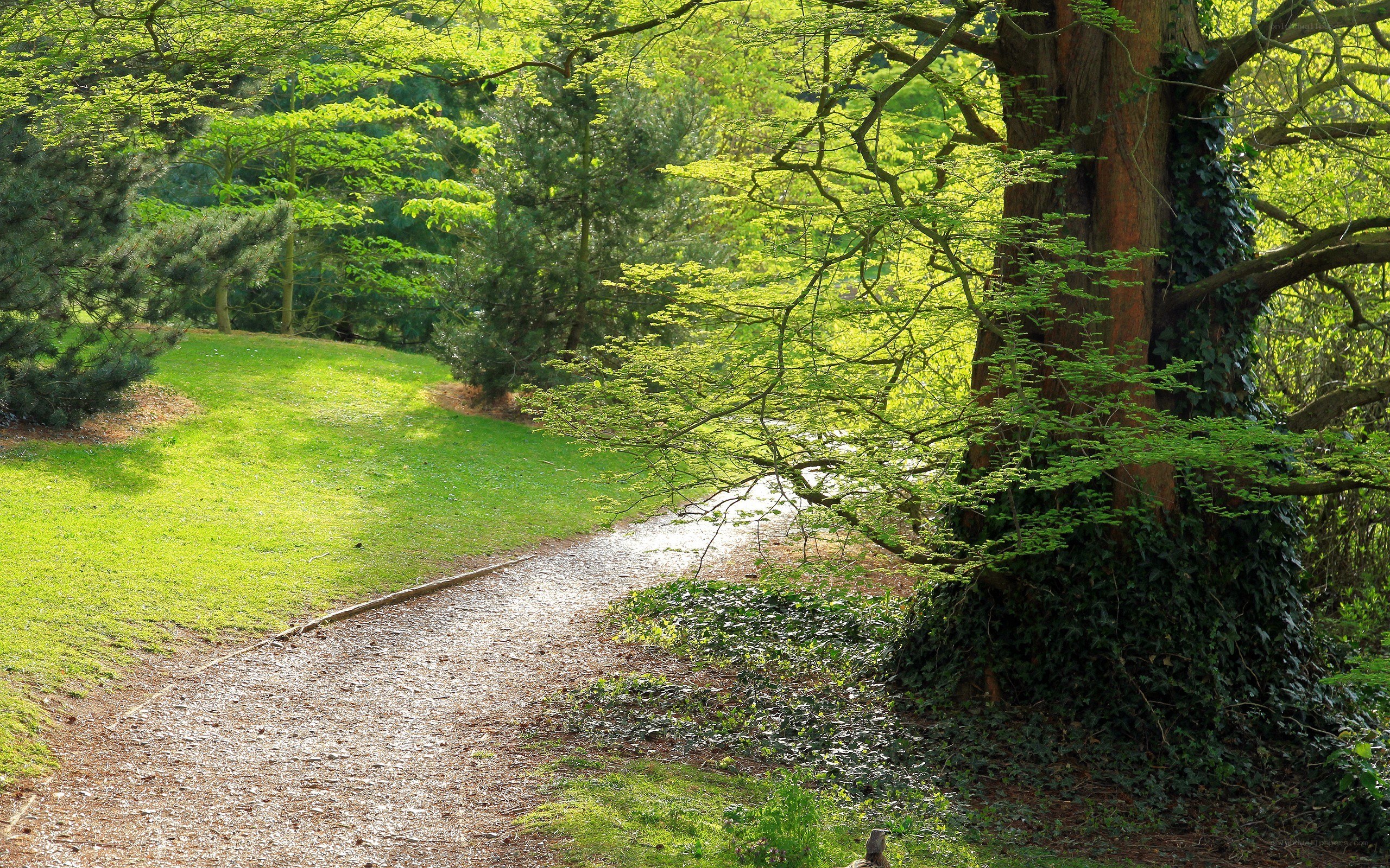 Forest path with sunlight