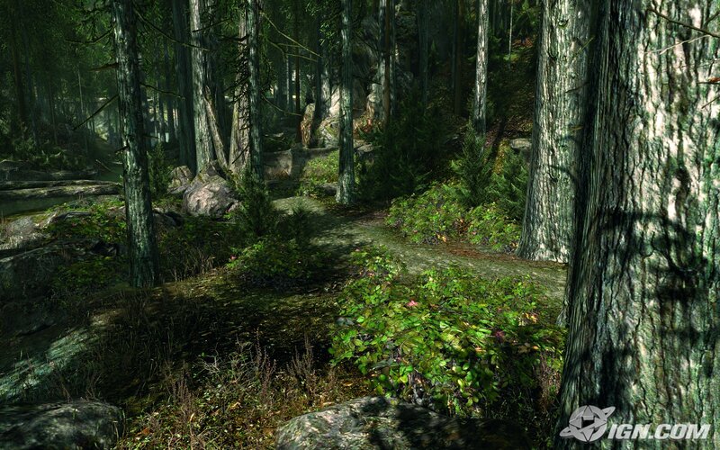 forest path with sunlight