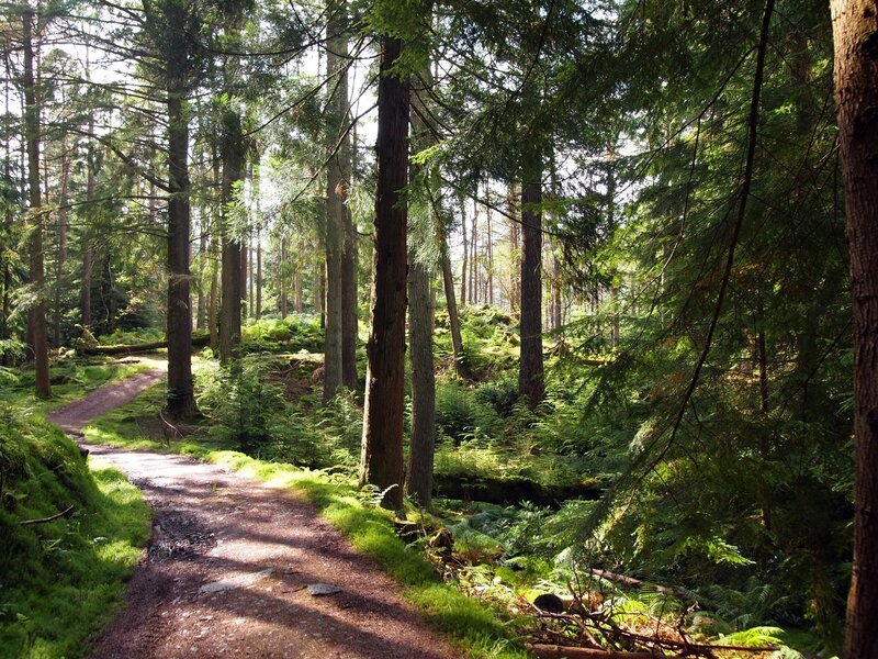 Forest path with sunlight