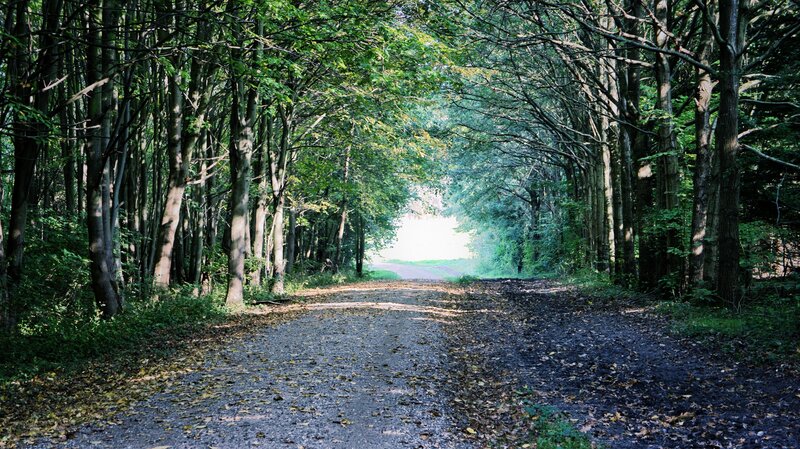 Forest path with sunlight