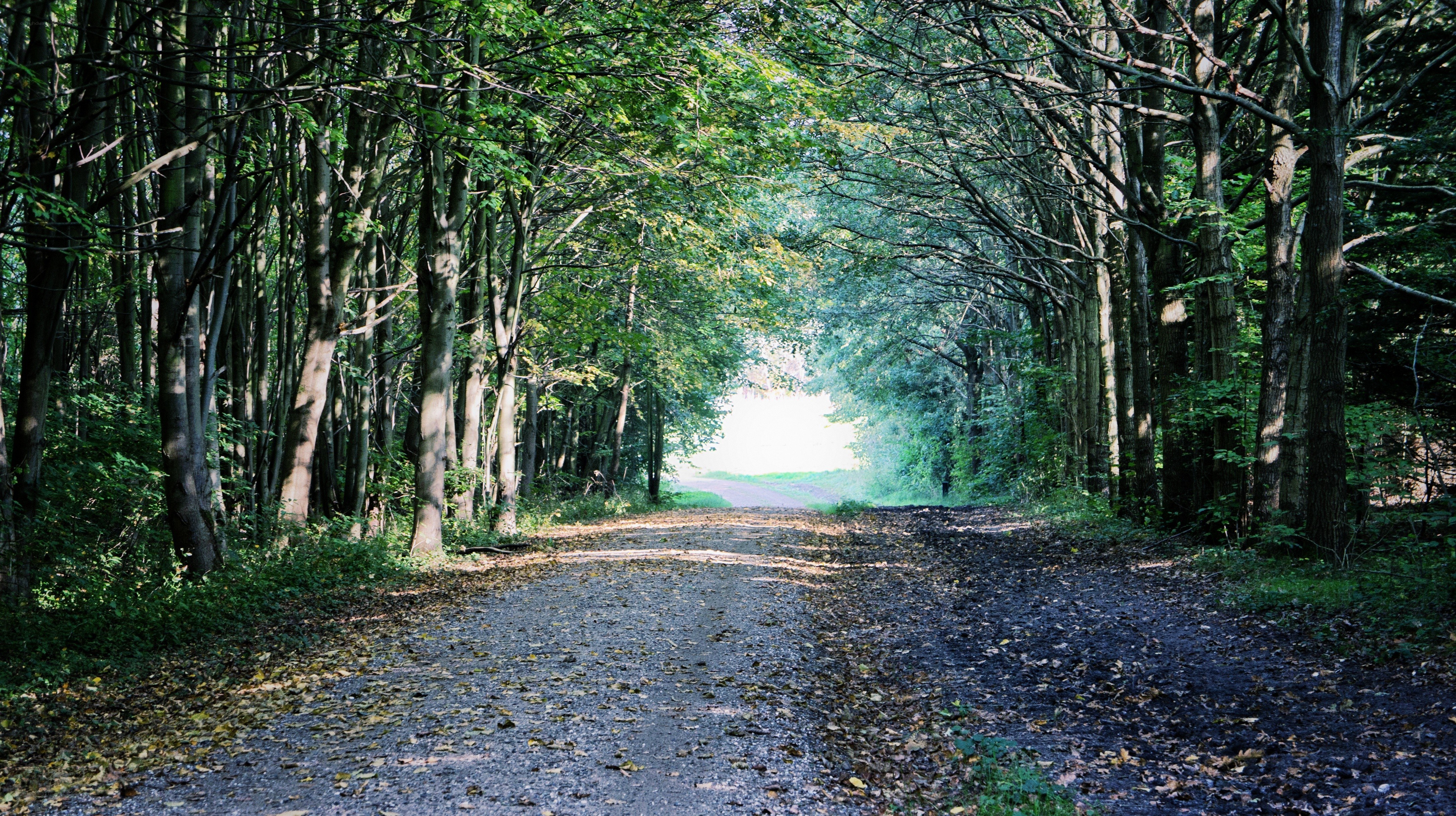 Forest path with sunlight