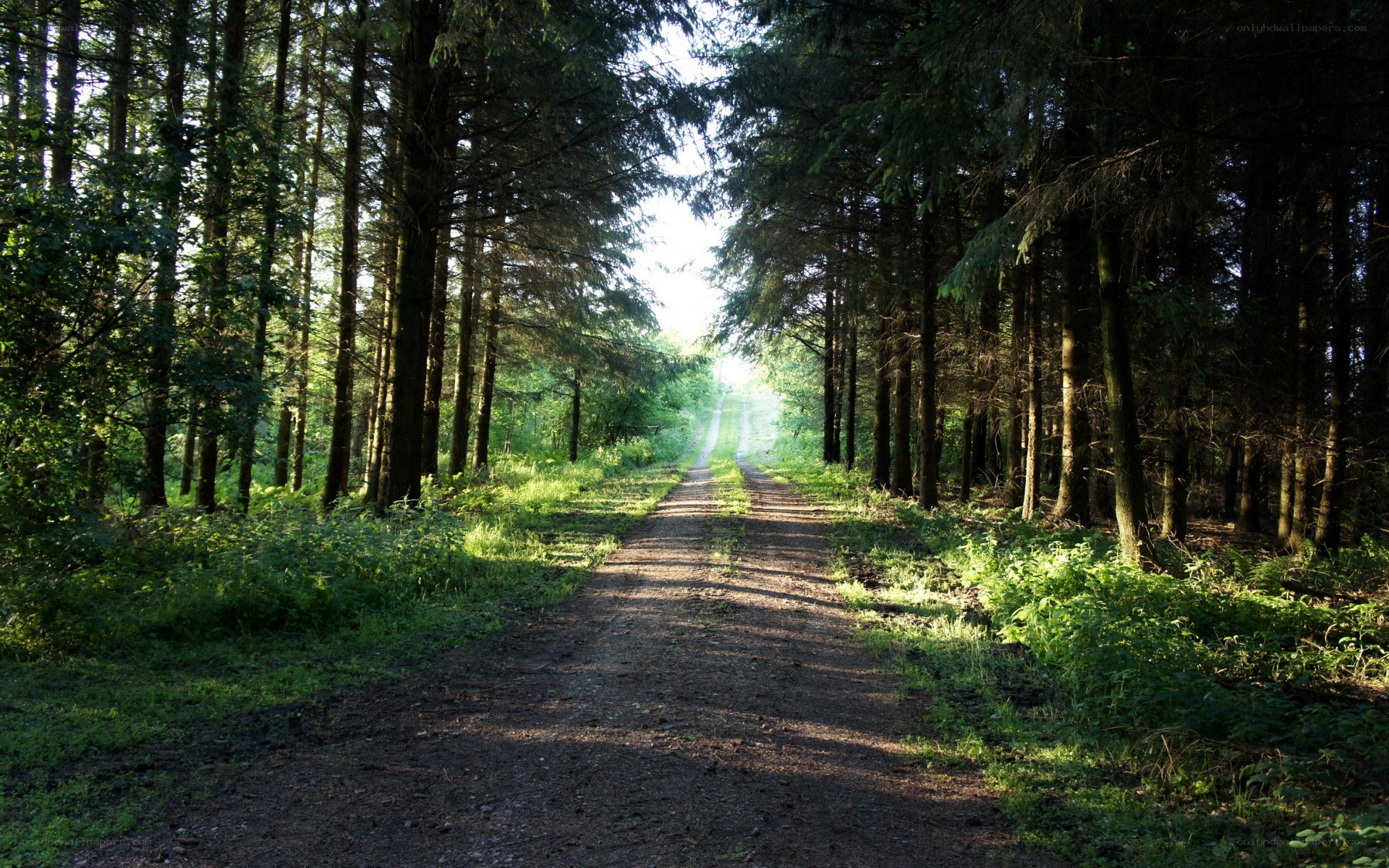 Forest path with sunlight