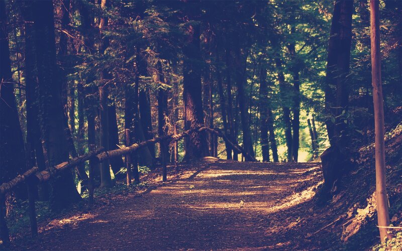 Forest path with sunlight