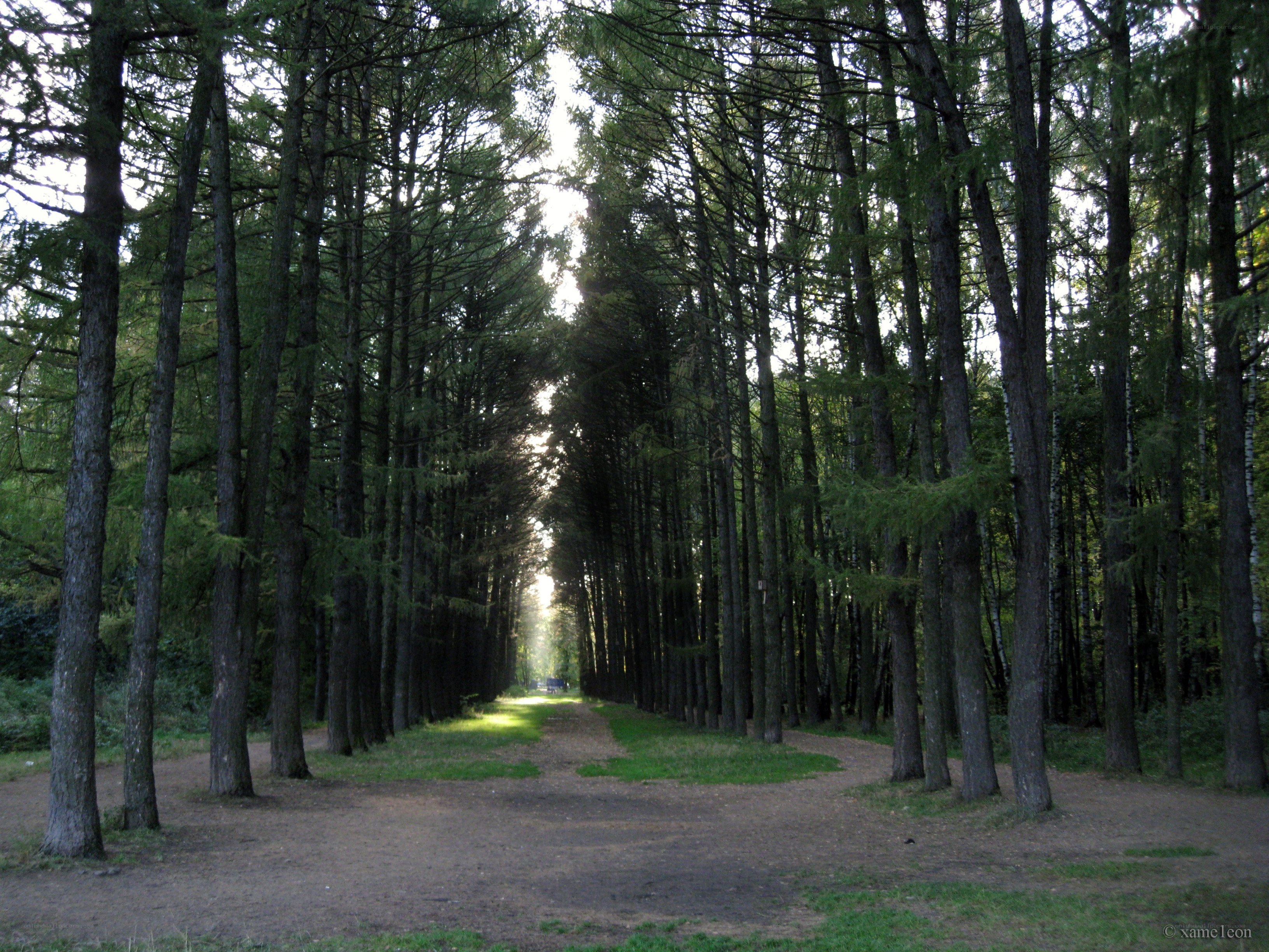 Forest path with sunlight