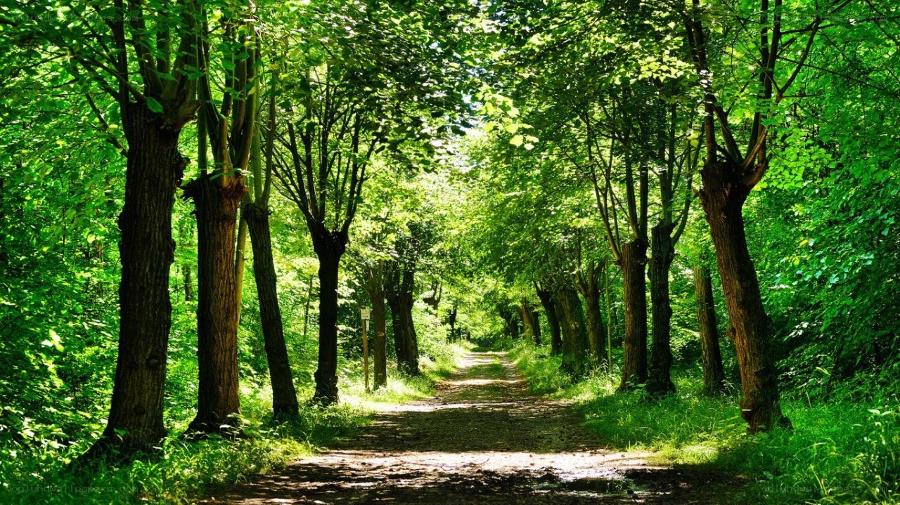 Forest path with sunlight