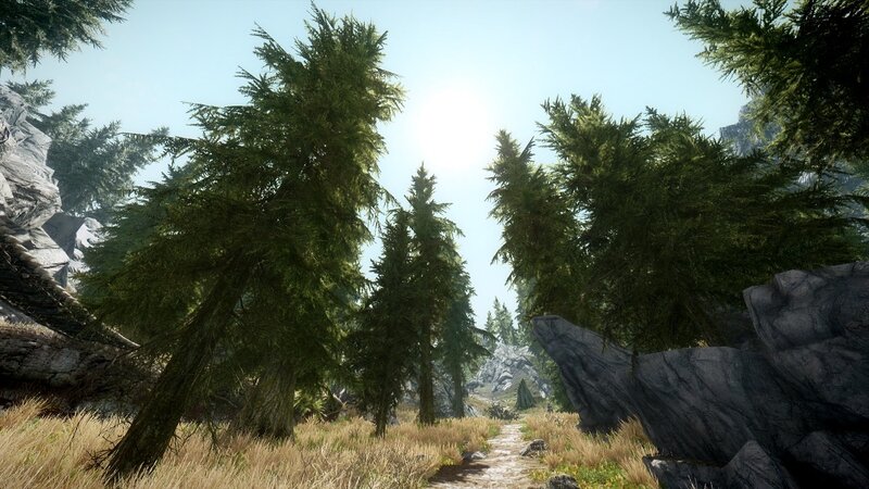 forest path with sunlight