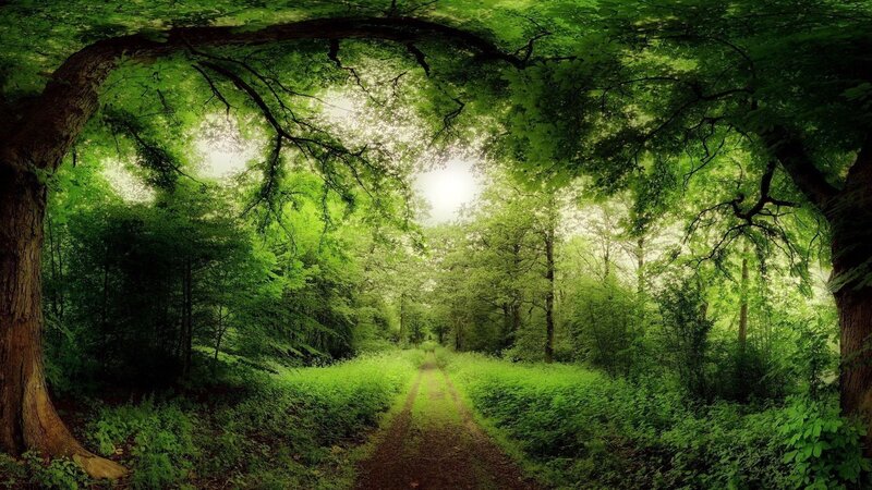 Forest path with sunlight