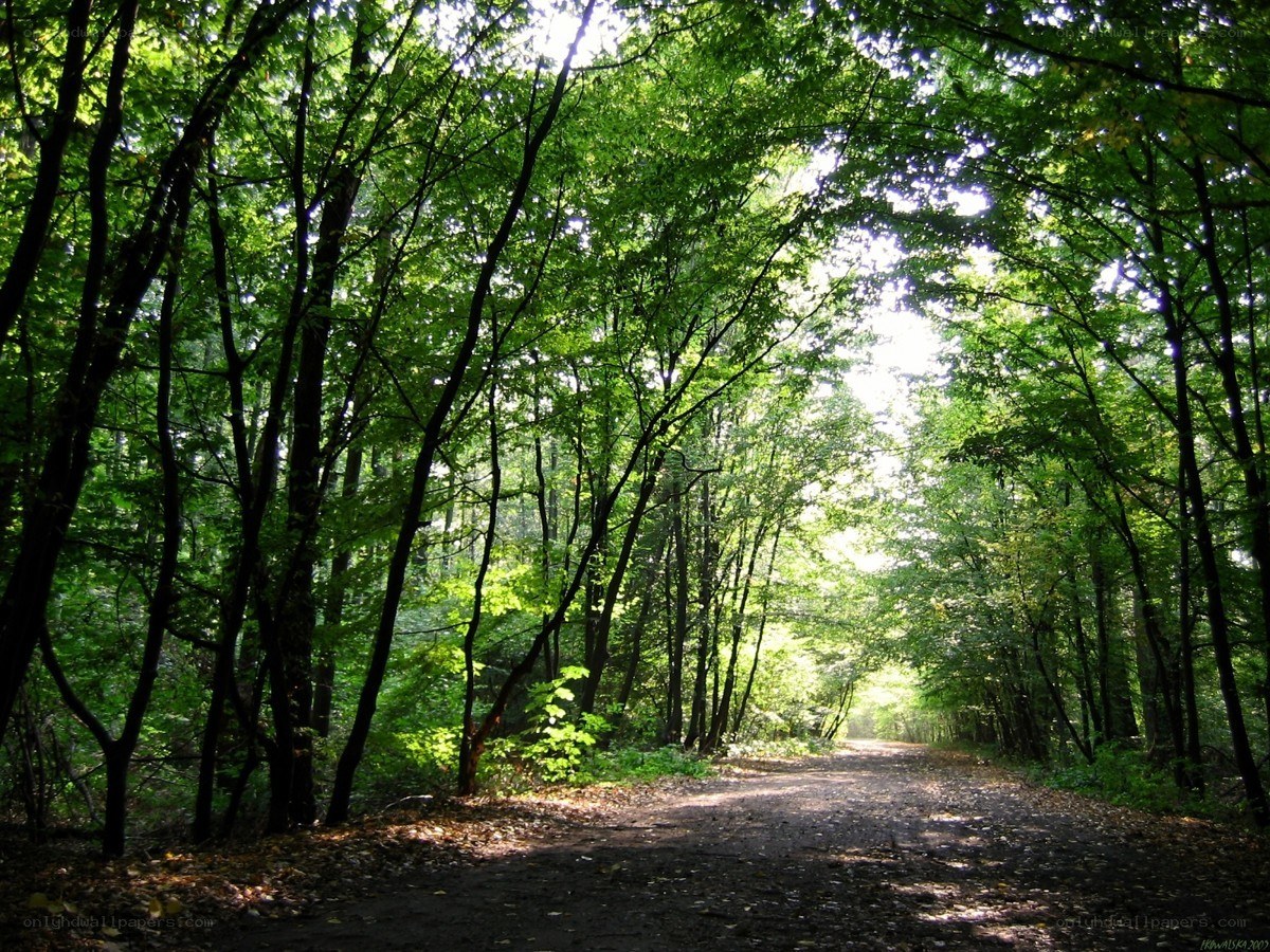 Forest path with sunlight