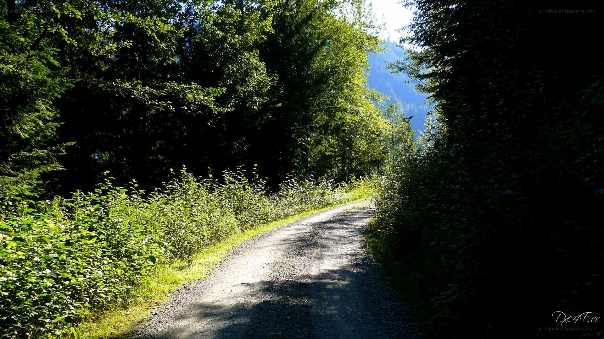 Forest path with sunlight