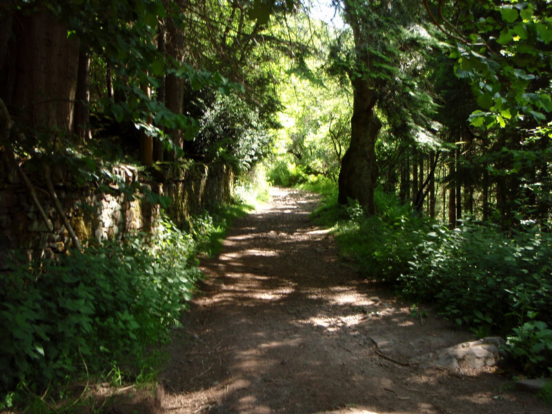 Forest path with sunlight