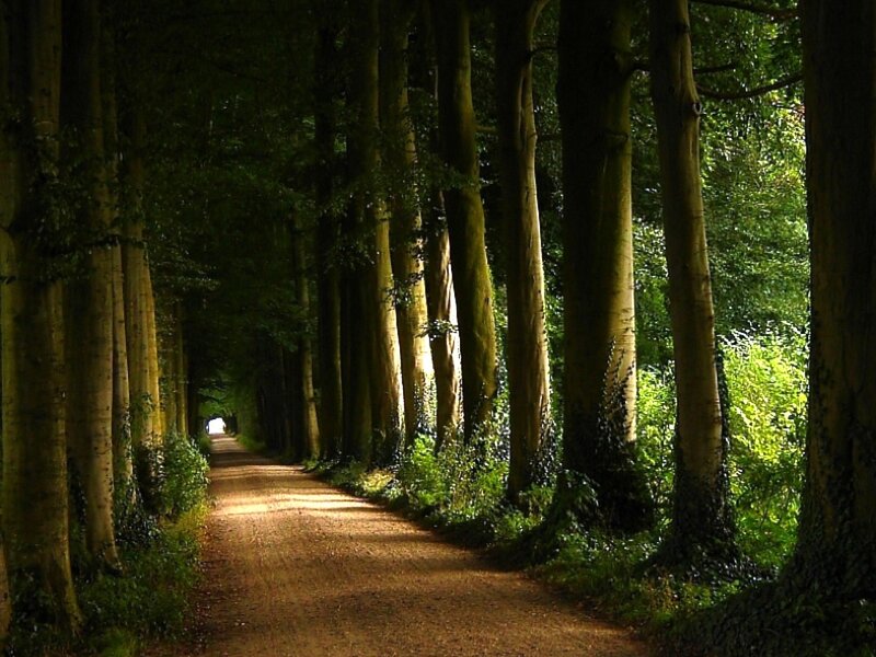Forest path with sunlight
