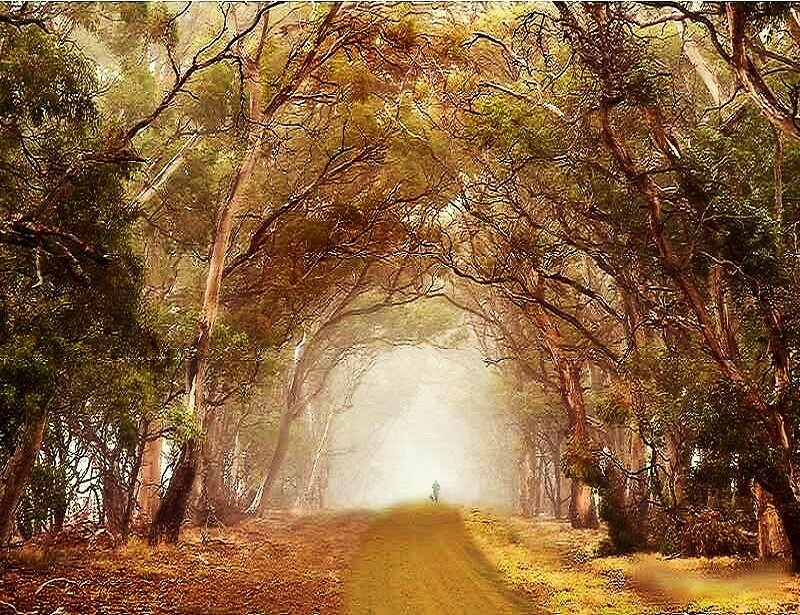 Forest path with sunlight