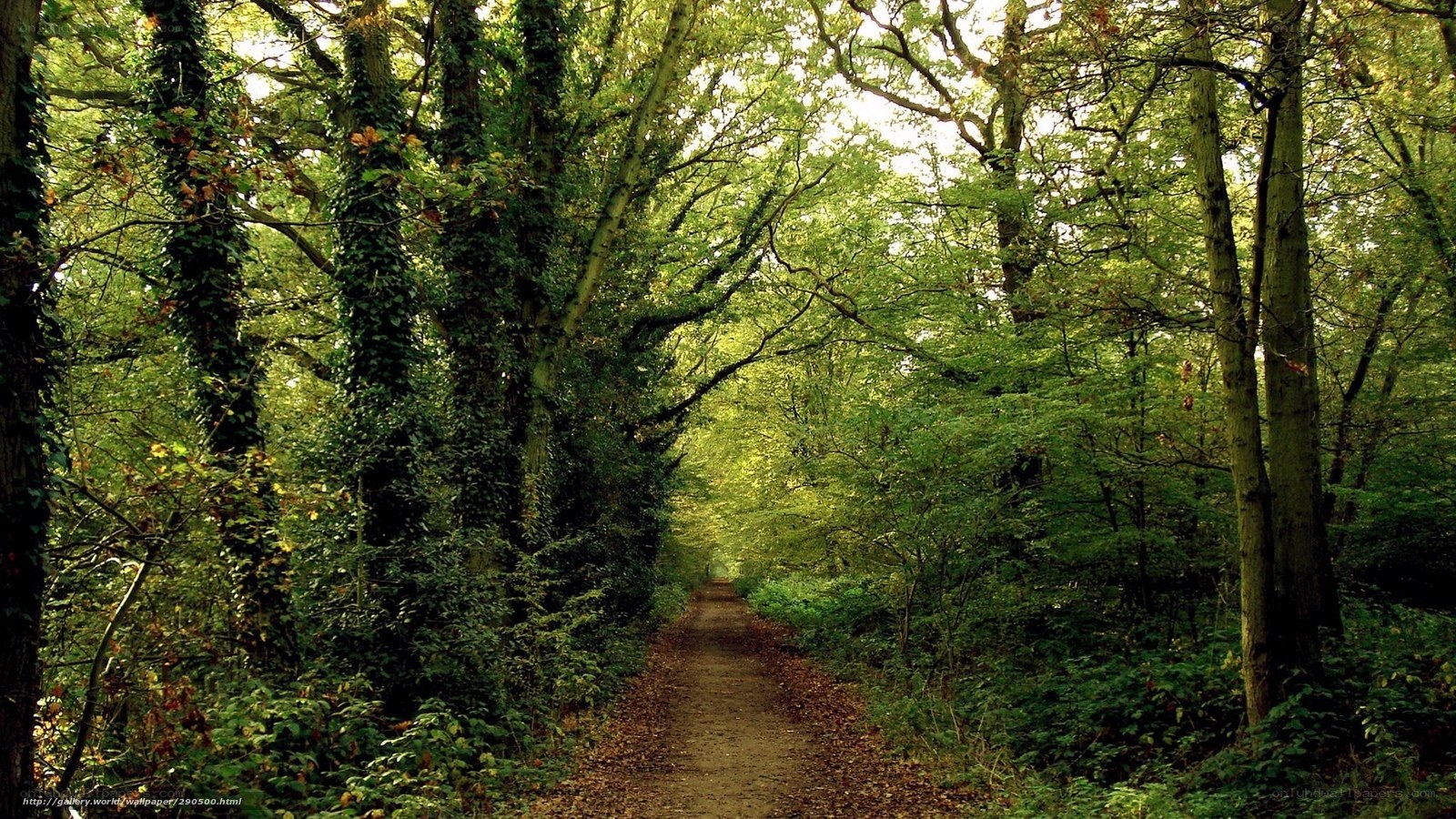 Forest path with sunlight
