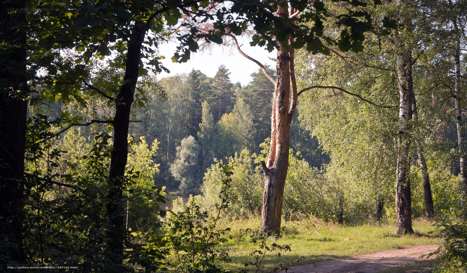 Forest path with sunlight