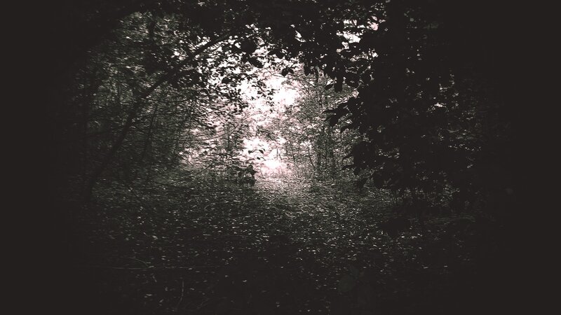 Forest Path with Sunlight — Black, Dark