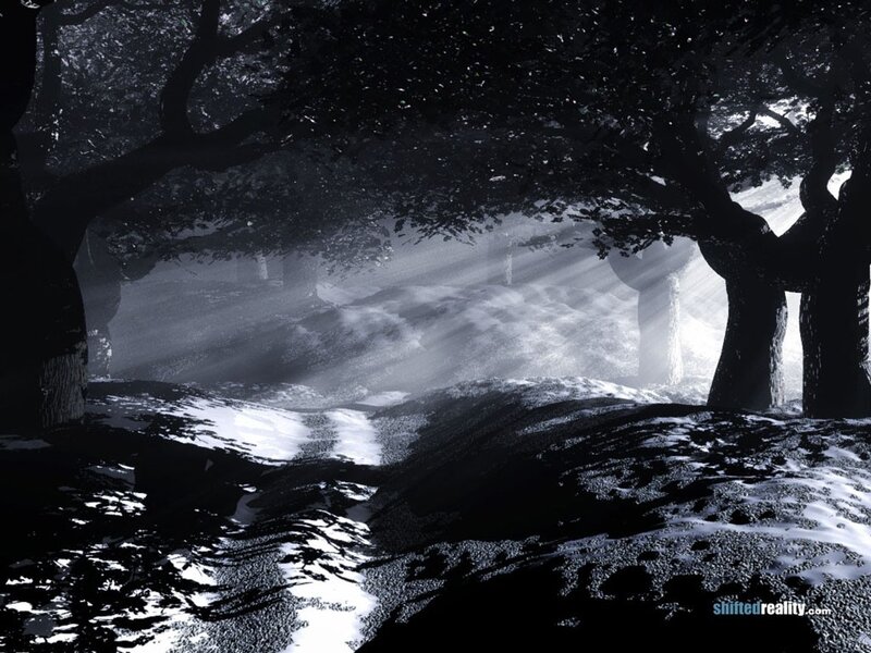 Forest Path with Sunlight — Black, Dramatic