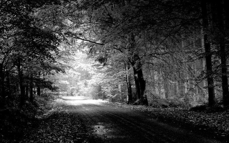 Forest Path with Sunlight — Black, Serene, Morning