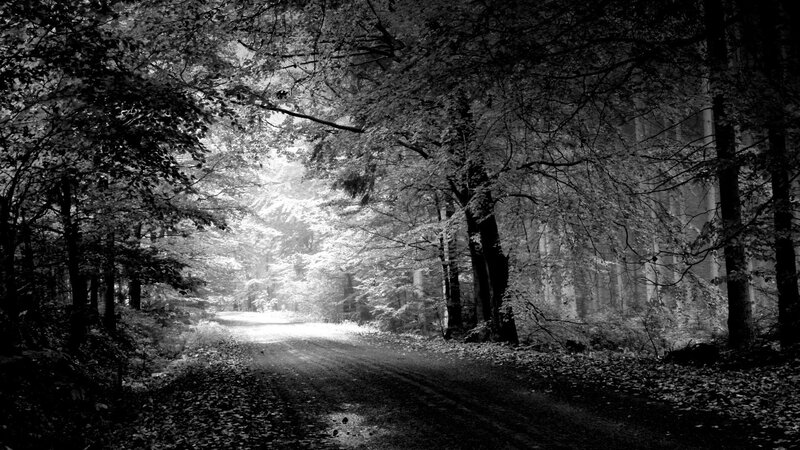 Forest Path with Sunlight — Black, Serene