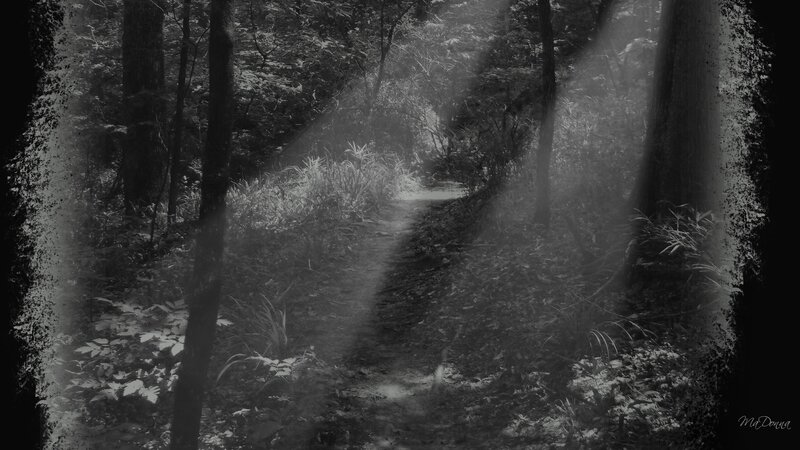 Forest Path with Sunlight — Black