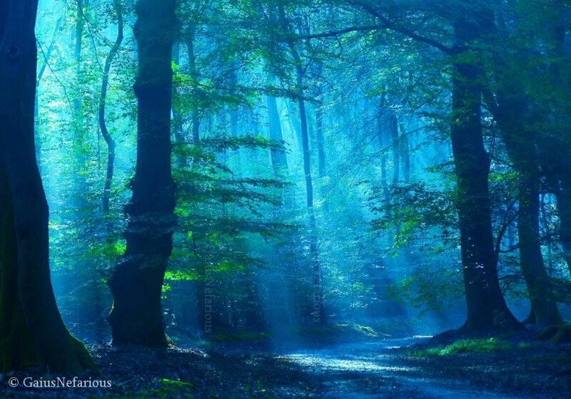 Forest Path with Sunlight — Blue