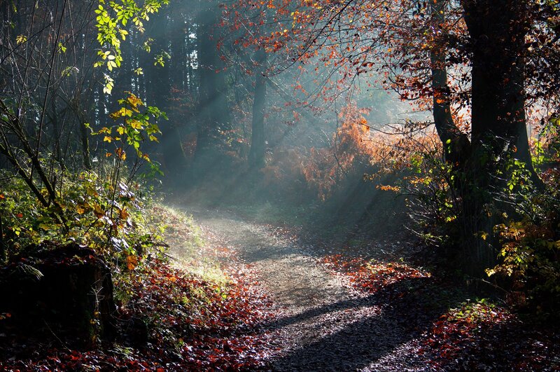 Forest Path with Sunlight — Brown, Serene, Autumn, Photograph