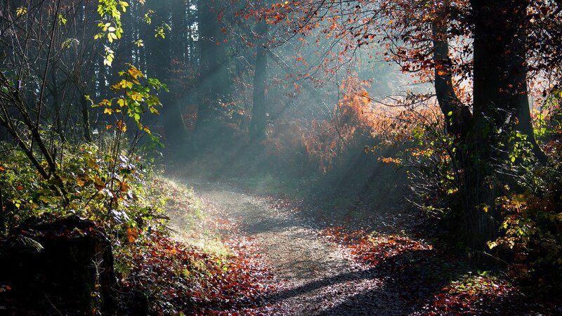 Forest Path with Sunlight — Brown, Serene, Autumn