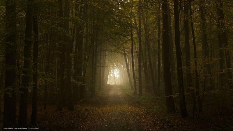 Forest Path with Sunlight — Brown, Serene, Morning