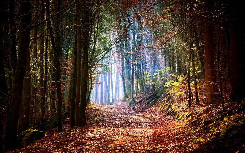 Forest Path with Sunlight — Brown