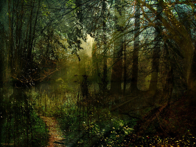 Forest Path with Sunlight — Green, Mysterious