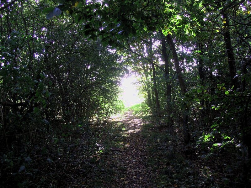 Forest Path with Sunlight — Green, Serene, Afternoon, Photograph