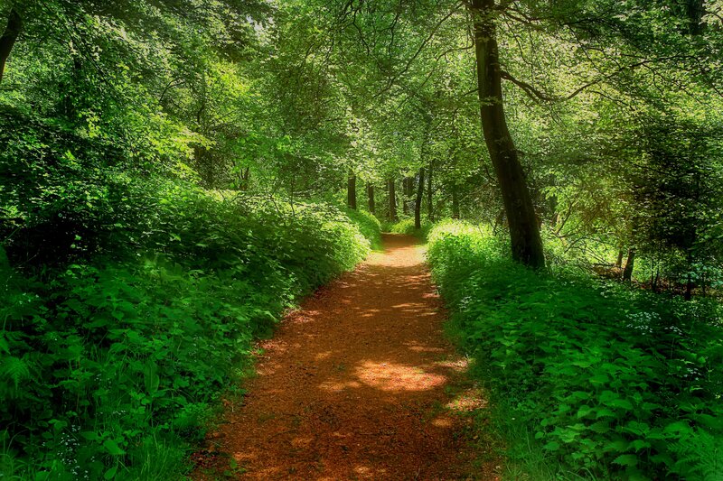 Forest Path with Sunlight — Green, Serene, Afternoon, Photograph, Trees, Foliage