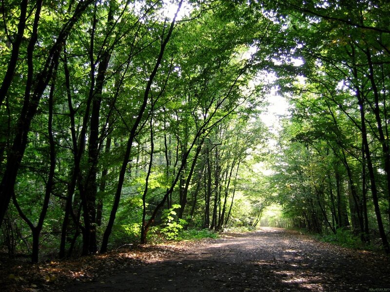 Forest Path with Sunlight — Green, Serene, Afternoon, Photograph, Trees, Leaves, Brown