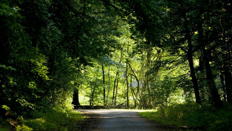 Forest Path with Sunlight — Green, Serene, Afternoon, Photograph, Trees, Road, Brown, Yellow