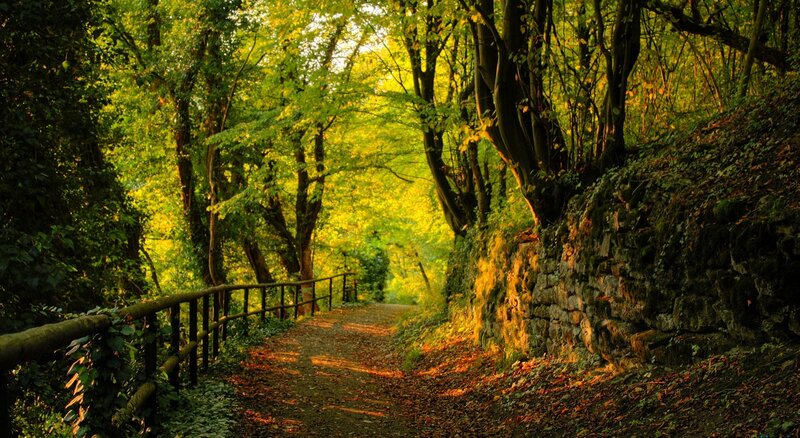 Forest Path with Sunlight — Green, Serene, Afternoon, Photograph, Trees, Stone Wall